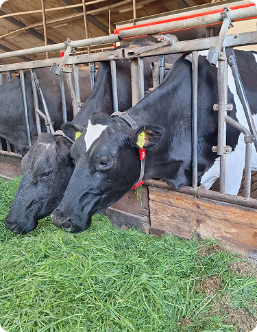 Melkvee wat gras eet
