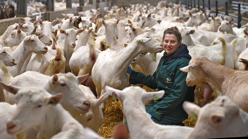 Dierenarts Geiten Friesland