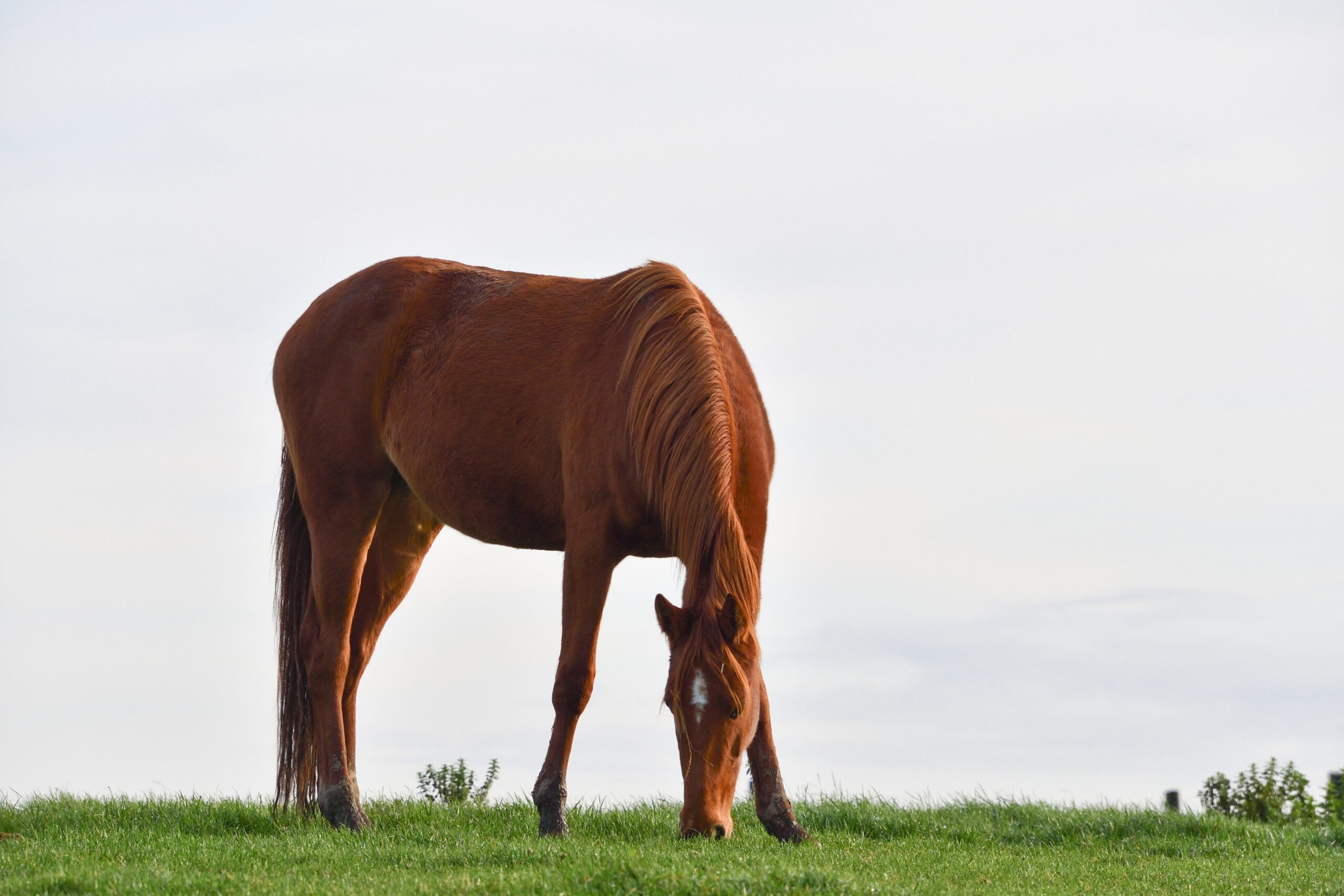 Een paard staat te grazen in de wei