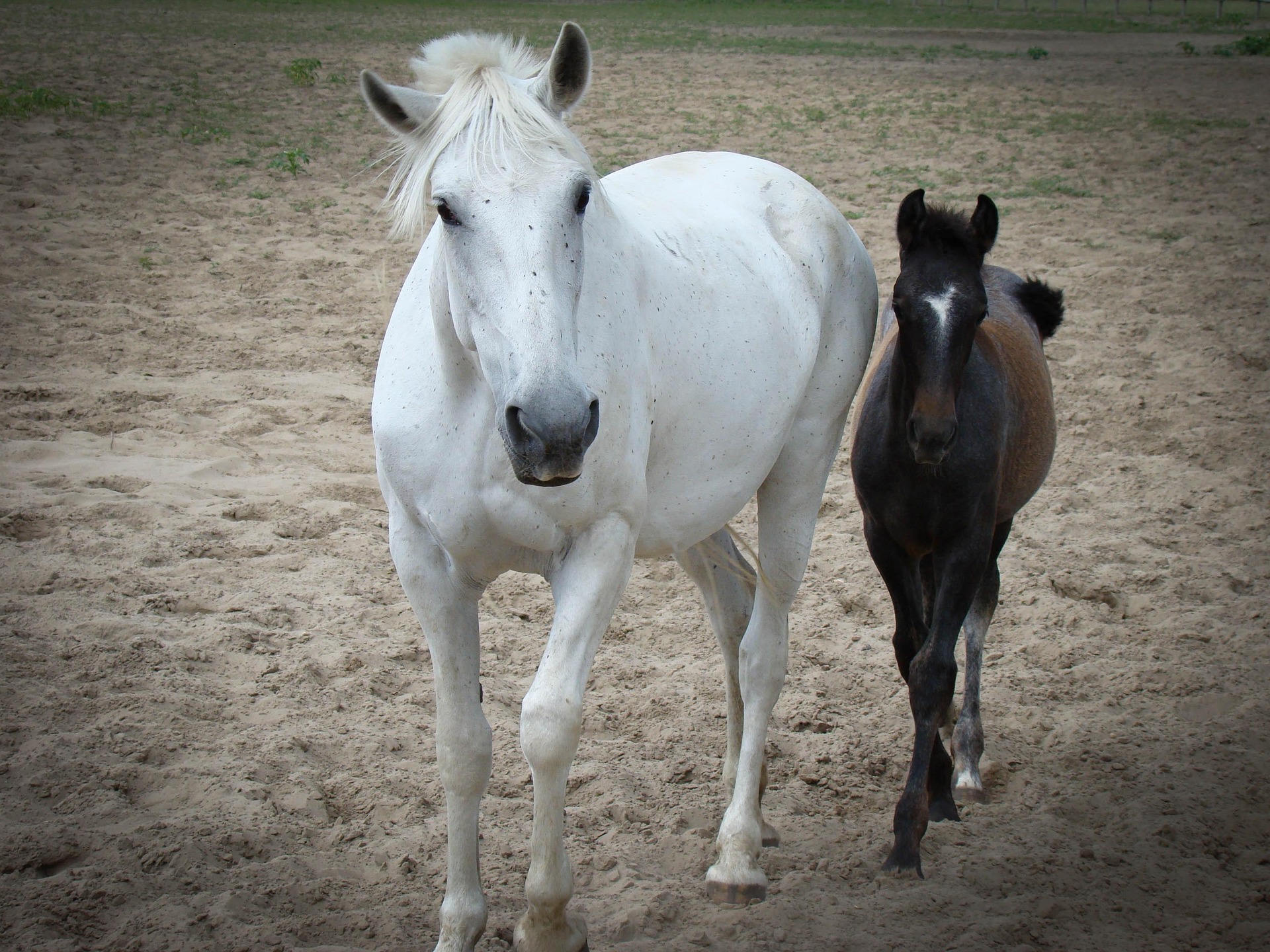 paard met veulen
