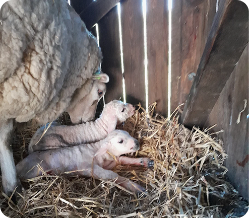 Schaap bij haar lammetjes