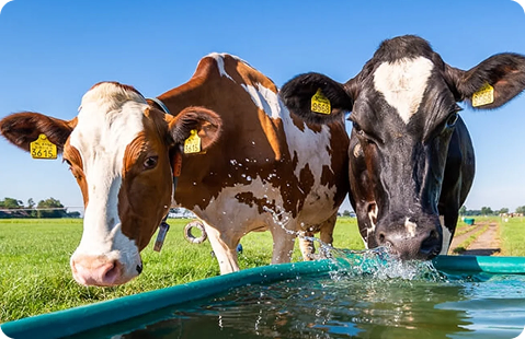 Drinkende koeien in Friesland