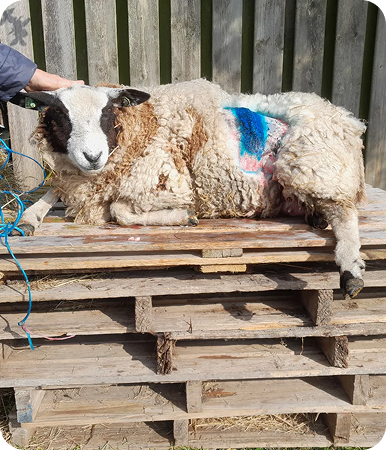 Schaap die net geopereerd is