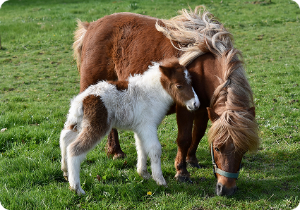 Paardenzorg Friesland