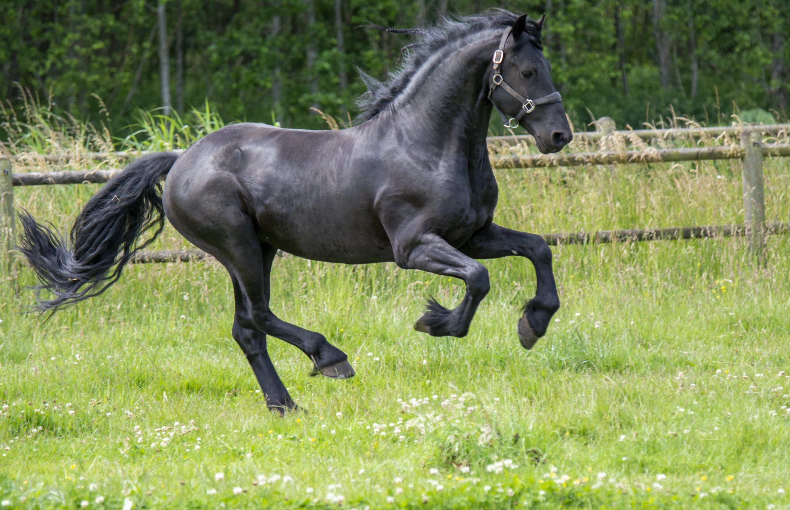 Paard galoppeert door de wei